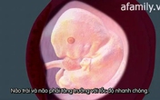 Khám phá sự hình thành phôi thai Khám phá sự hình thành phôi thai